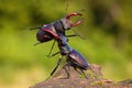 Two stag beetles contesting their power over territory Royalty Free Stock Photo