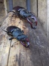 Two stag-beetles on a log Royalty Free Stock Photo