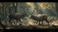 Two stag in the forest during a rut season, staring at camera