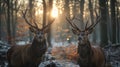 Two stag in the forest during a rut season, staring at camera