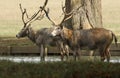 Two stag Milu Deer, also known as PÃÂ©re David`s Elaphurus davidianus standing in water. They have been digging up the mud in the