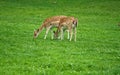 Two stag's on meadow Royalty Free Stock Photo