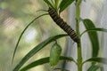 A monarch butterfly caterpillar is eating a leaf above a chrysalis, showing the two stages of its life cycle