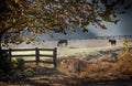 Two stalion horses graze in early morming mist