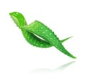 Two stalks of aloe vera close-up on a white background