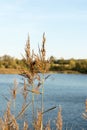 Two stalks of dry grass against the background of a lake, close-up abstrakt nature background