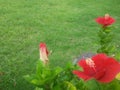 two stalks of red hibiscus flowers that are blooming and buds on a fresh green grass background Royalty Free Stock Photo