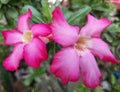 Two stalks view of Desert Flower, or Adenium Obesum flower, or Allium Ampeloprasum