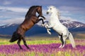 Two stallion play Royalty Free Stock Photo