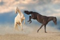 Two stallion run and play Royalty Free Stock Photo