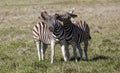 Two stallion zebras fighting. Royalty Free Stock Photo