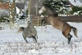 Two stallions fighting in winter Royalty Free Stock Photo