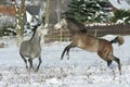 Two stallions fighting in winter Royalty Free Stock Photo