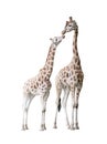 Two standing giraffes Royalty Free Stock Photo