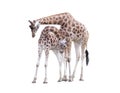 Two standing giraffes Royalty Free Stock Photo