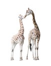 Two standing giraffes Royalty Free Stock Photo