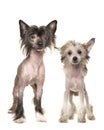 Two standing naked chinese crested dogs Royalty Free Stock Photo