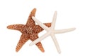 Two starfish Royalty Free Stock Photo