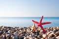 Two starfish on the beach Royalty Free Stock Photo