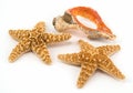 Two Starfish with a colorful broken shell