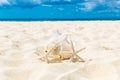 Two starfish and large shell on a sandy tropical beach. Royalty Free Stock Photo