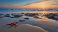 Starfish on the Shoreline at Sunset with a Beautiful Reflection in the Water Royalty Free Stock Photo