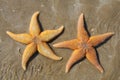 Two starfish on sand Royalty Free Stock Photo