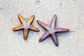 Two starfish on sand background on a beach Royalty Free Stock Photo