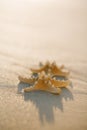 Two starfish on sea ocean beach in Florida, soft gentle sunrise Royalty Free Stock Photo