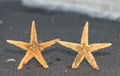 two starfish  that seem to be holding hands like two sincere fri Royalty Free Stock Photo