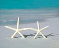 Two starfishs on the beach