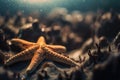 two starfishs are laying on the rocks in the water Royalty Free Stock Photo