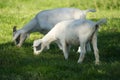 Two stark white goats side by side grazing in the meadow Royalty Free Stock Photo