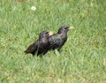 Two starling birds on green grass, Lithuania