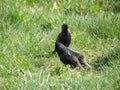 Two starling birds, Lithuania Royalty Free Stock Photo