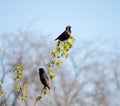 Two starling or Sturnus vulgaris sits on twig. Quarreled.