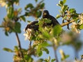 Two European starlings on a apple tree