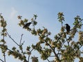 Two European starlings on a blossoming apple tree