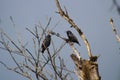 Two Starlings Conversation