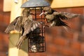 Two Starlings on a bird feeder