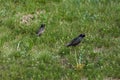 Two starlings on a fresh green grass. Birds in a meadow