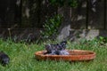 Starlings washing and preening in a bird bath Royalty Free Stock Photo