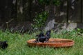 Starlings washing and preening in a bird bath Royalty Free Stock Photo