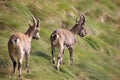 Two steinbocks walking in the grass. Orobie Alps, Italy