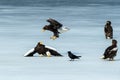 Two Steller`s sea eagles fighting over fish on frozen lake, Hokkaido, Japan, majestic sea raptors with big claws and beaks, Royalty Free Stock Photo