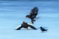 Two Steller`s sea eagles fighting over fish on frozen lake, Hokkaido, Japan, majestic sea raptors with big claws and beaks, Royalty Free Stock Photo