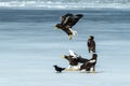 Two Steller`s sea eagles fighting over fish on frozen lake, Hokkaido, Japan, majestic sea raptors with big claws and beaks, Royalty Free Stock Photo