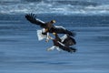 Two Steller`s sea eagles fighting over fish, Hokkaido, Japan, majestic sea raptors with big claws and beaks, wildlife scene from Royalty Free Stock Photo