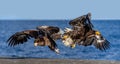 Two Steller`s sea eagles in flight on background of the blue sea. Japan. Hokkaido.