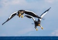 Two Steller`s sea eagles in flight on background blue sky. Japan. Hokkaido.